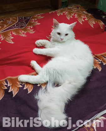 Traditional Pure Persian Male Cat.